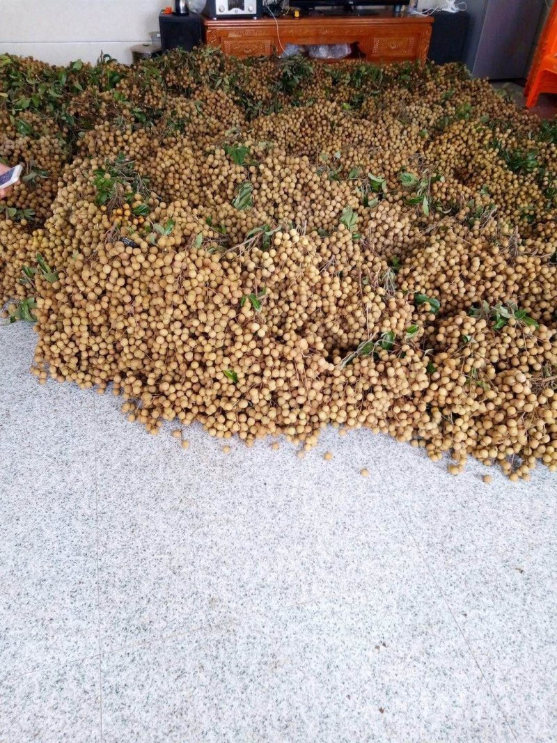 龙眼，石硖，储良产地直供一手货源，电商货，市场货大量上市