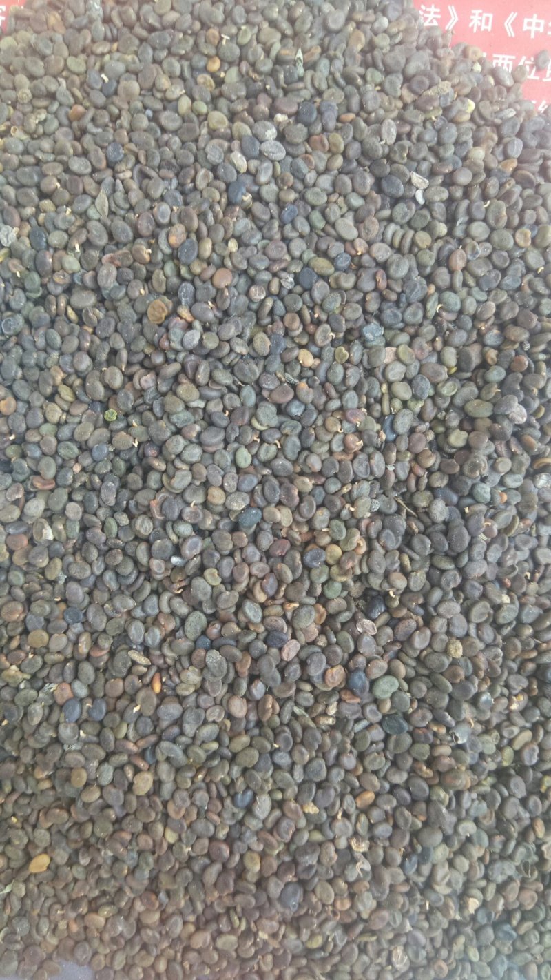 纯新黄芪种子发芽率百分之95