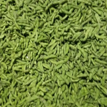 毛豆
