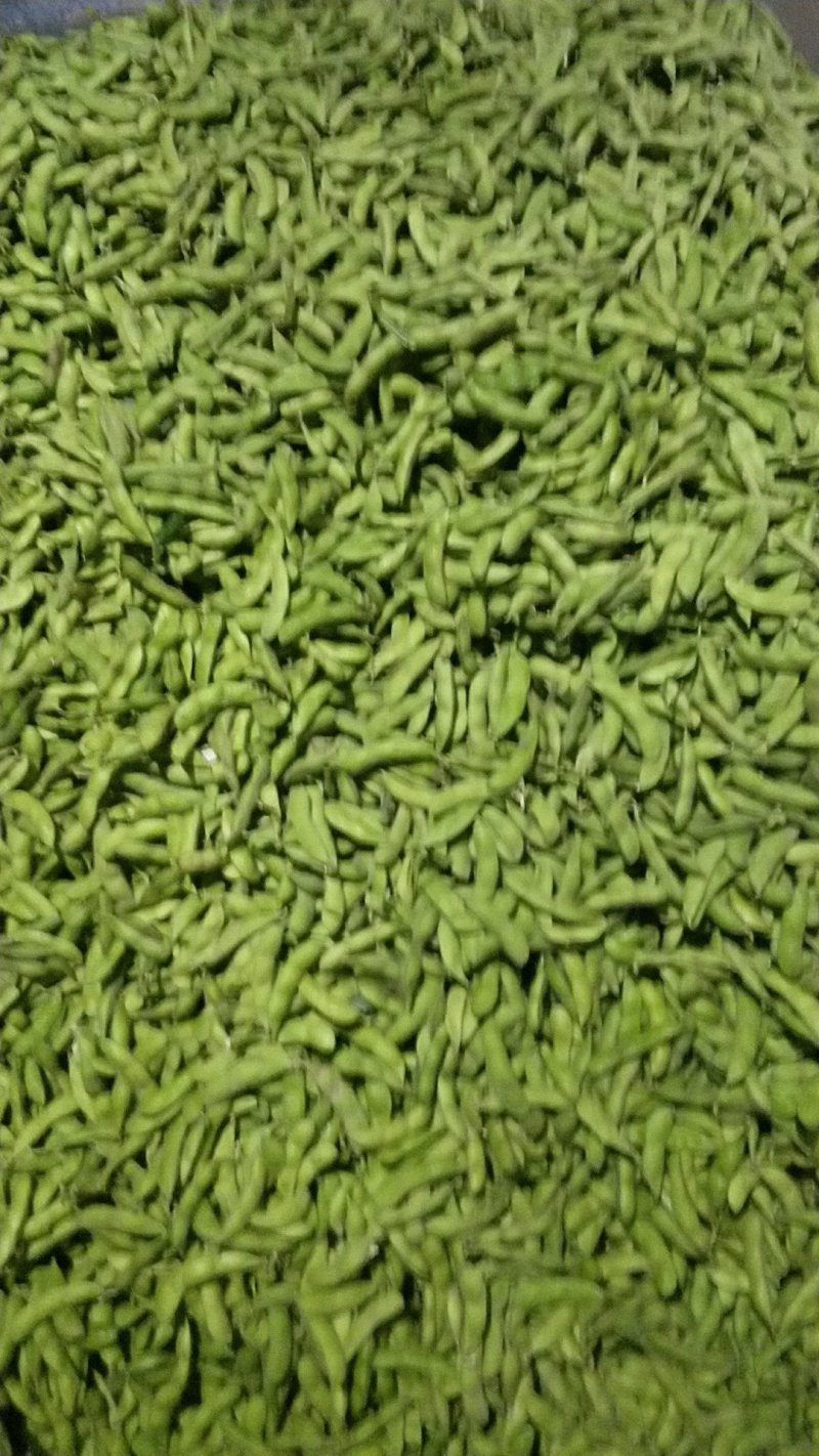 毛豆