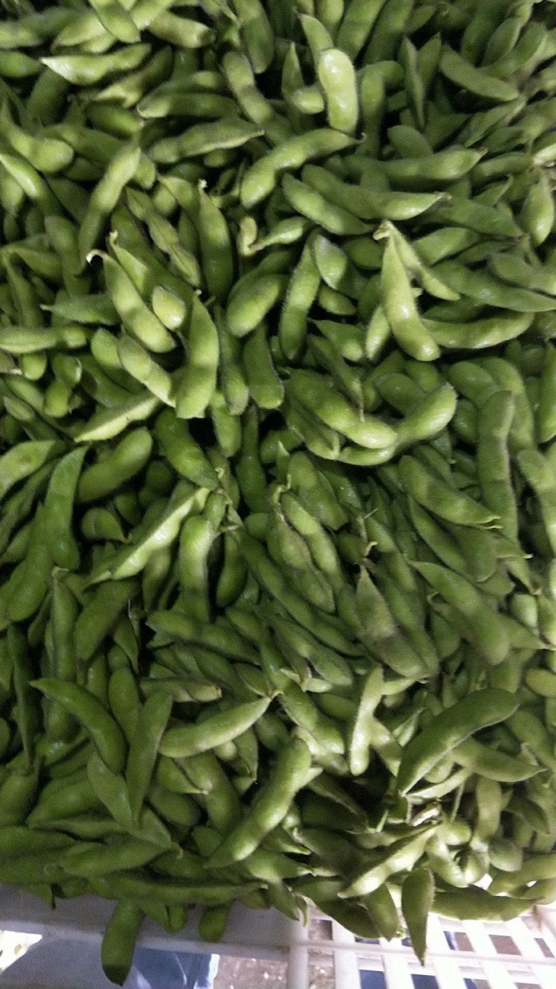 毛豆