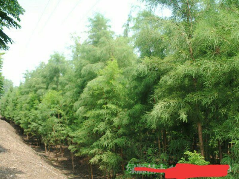 苗圃直供各种规格池杉，落羽杉，水杉，栾树及各类苗木