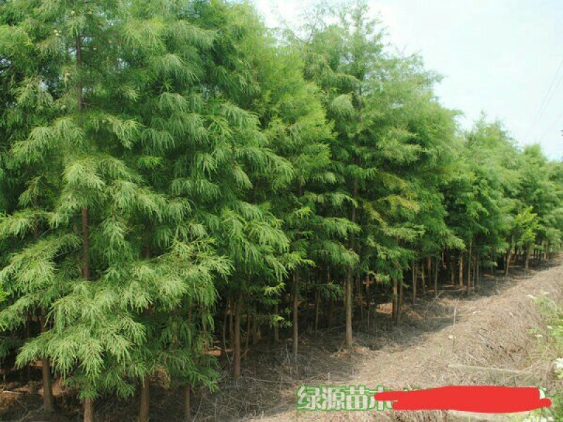 苗圃直供各种规格池杉，落羽杉，水杉，栾树及各类苗木