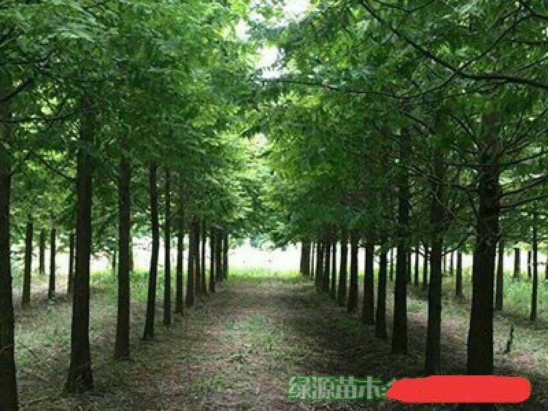 苗圃直供各种规格池杉，落羽杉，水杉，栾树及各类苗木