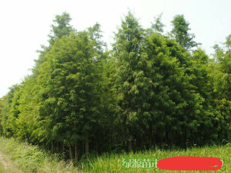 苗圃直供各种规格池杉，落羽杉，水杉，栾树及各类苗木