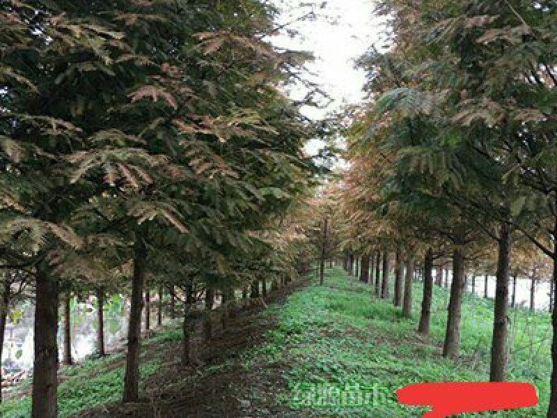 苗圃直供各种规格池杉，落羽杉，水杉，栾树及各类苗木