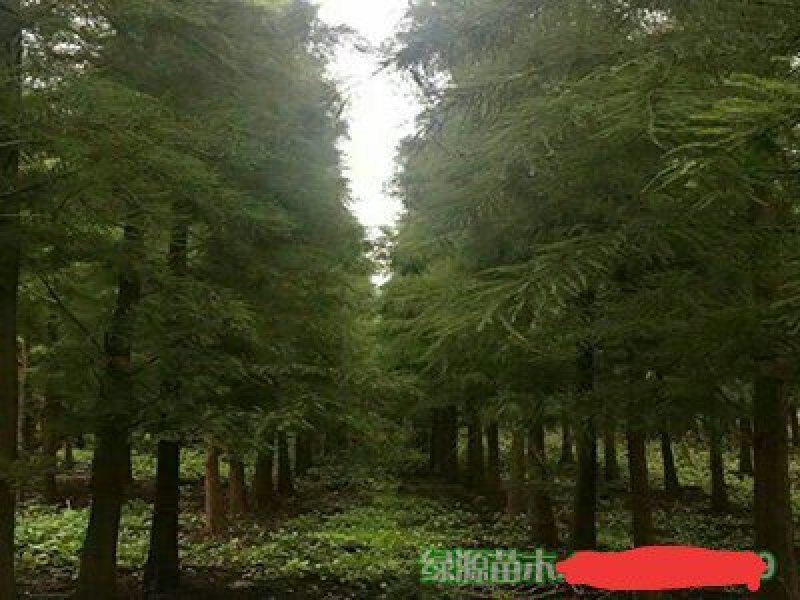 苗圃直供各种规格池杉，落羽杉，水杉，栾树及各类苗木