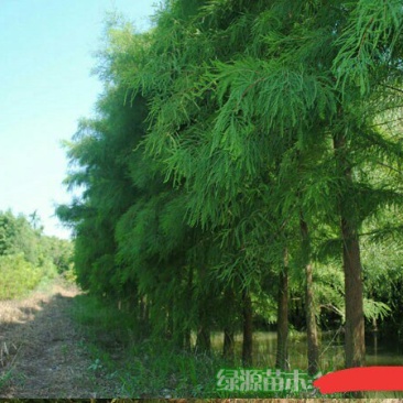 苗圃直供各种规格池杉,落羽杉,水杉,栾树及各类苗木
