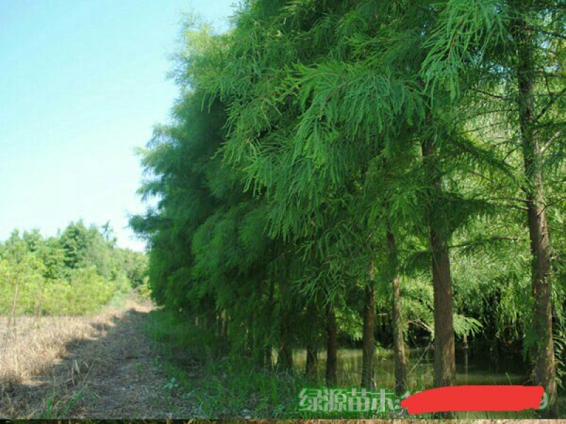 苗圃直供各种规格池杉，落羽杉，水杉，栾树及各类苗木