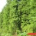 苗圃直供各种规格池杉,落羽杉,水杉,栾树及各类苗木