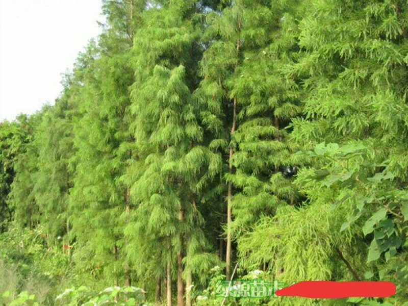 苗圃直供各种规格池杉，落羽杉，水杉，栾树及各类苗木