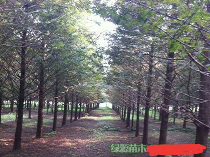 苗圃直供各种规格池杉，落羽杉，水杉，栾树及各类苗木