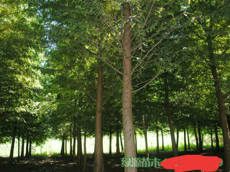 苗圃直供各种规格池杉，落羽杉，水杉，栾树及各类苗木