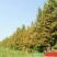 苗圃直供各种规格池杉,落羽杉,水杉,栾树及各类苗木