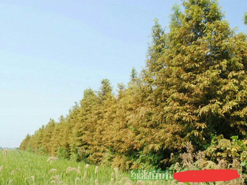 苗圃直供各种规格池杉，落羽杉，水杉，栾树及各类苗木