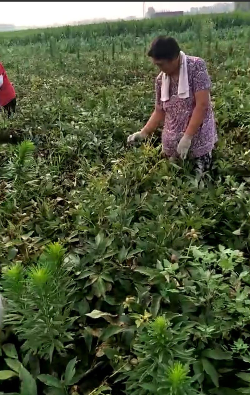 赤芍种子，量大从优，保证品质，一手货源，