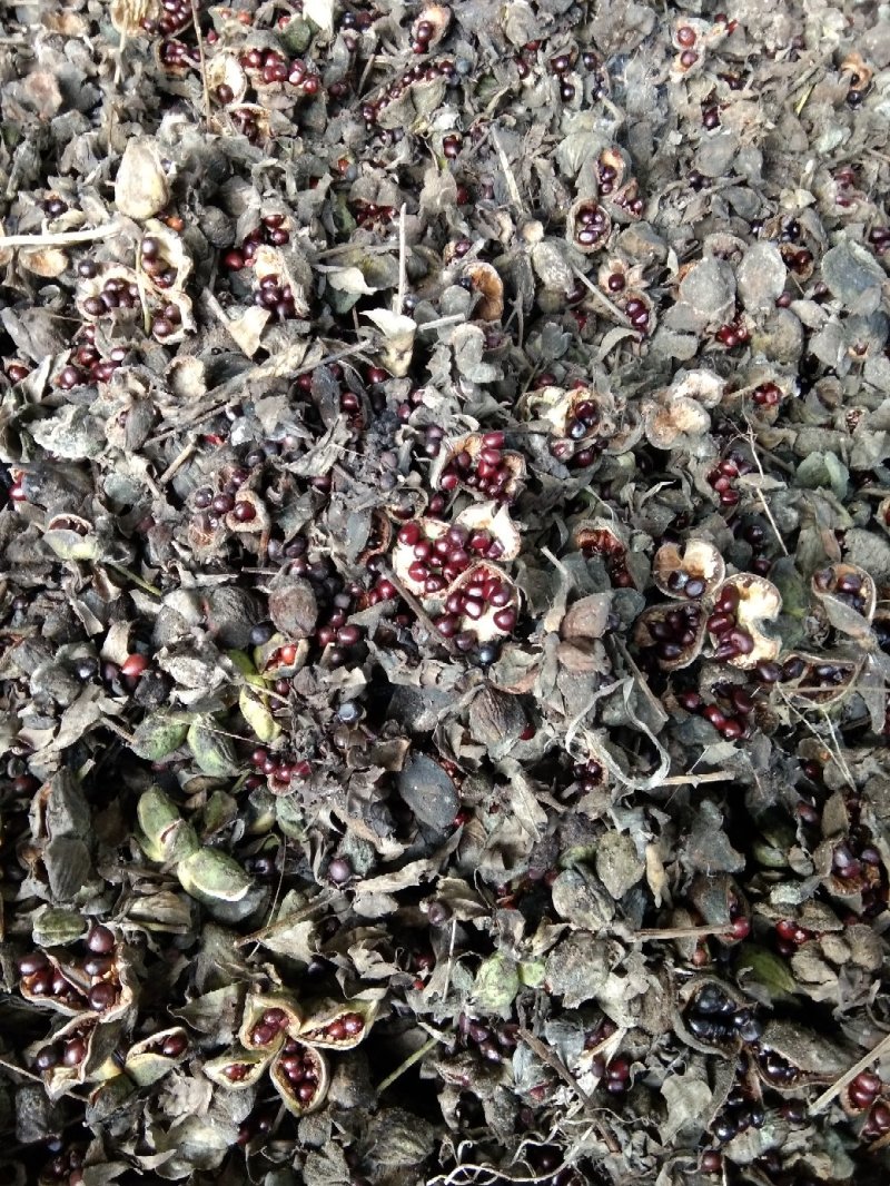 赤芍种子，量大从优，保证品质，一手货源，
