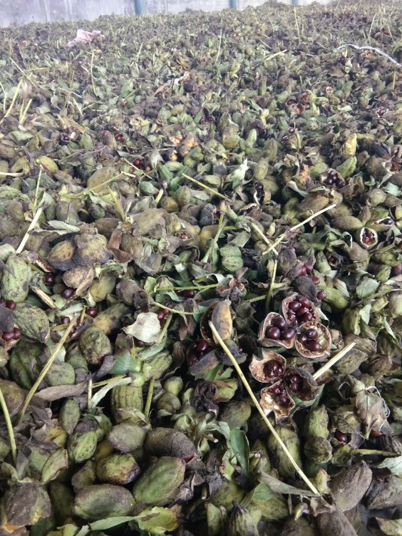 赤芍种子，量大从优，保证品质，一手货源，