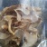野生松茸干片