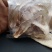 野生松茸干片