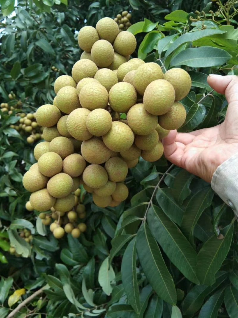 大量龙眼上市，欢迎来电