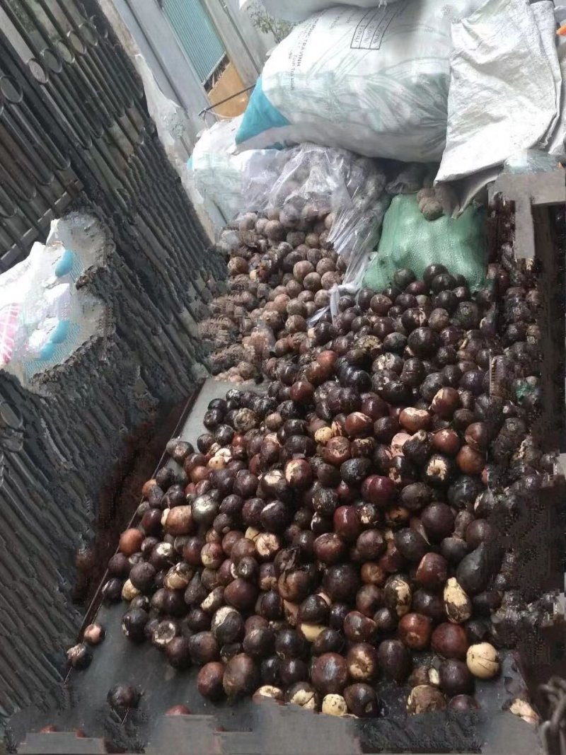 产地直供牛油果种子