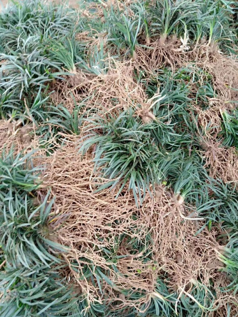 玉龙草，优惠大处理，请来电咨询
