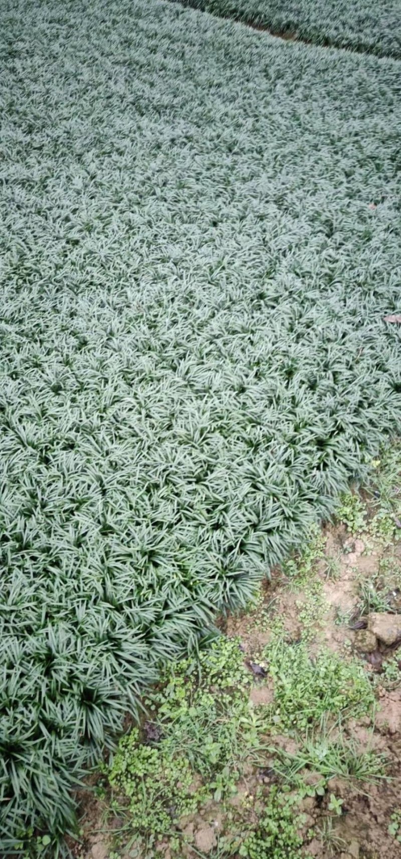 玉龙草，优惠大处理，请来电咨询