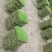 马尼拉草坪，色泽青绿，铺后容易保养