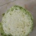 中甘21大量出售