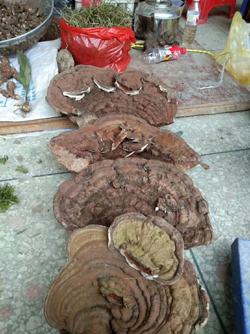 广西百色木灵芝，量大从优，欢迎各地老板前来采购