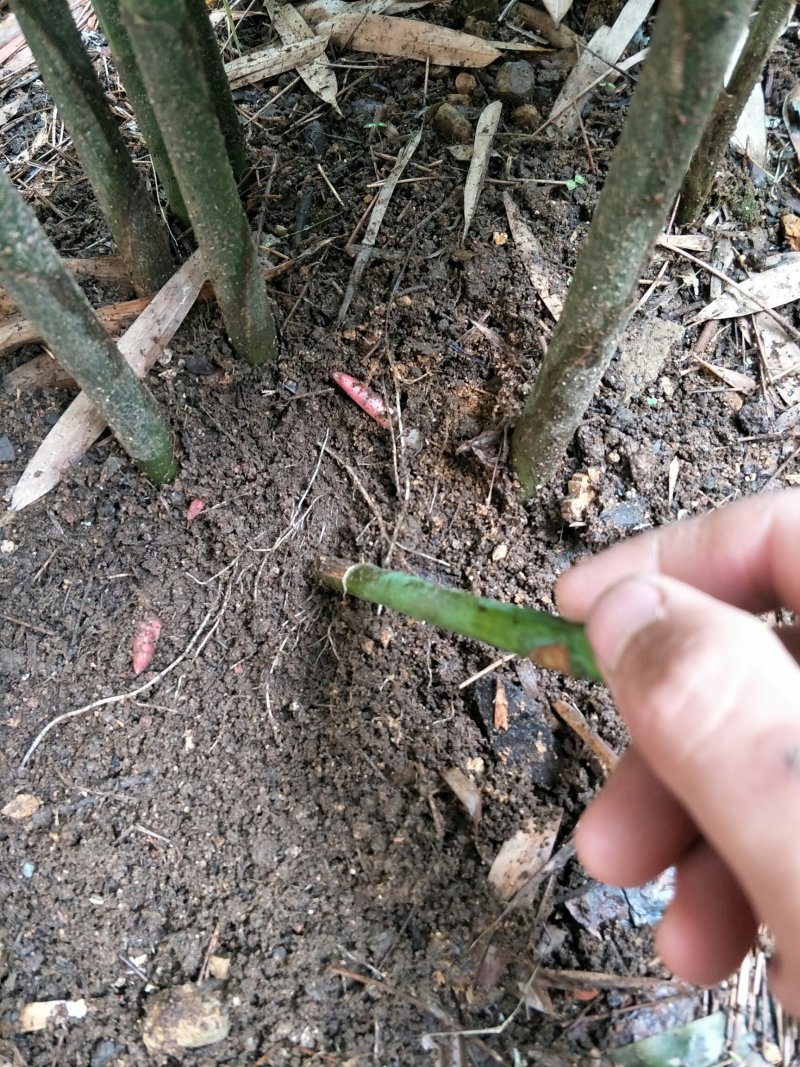 阳荷出土了