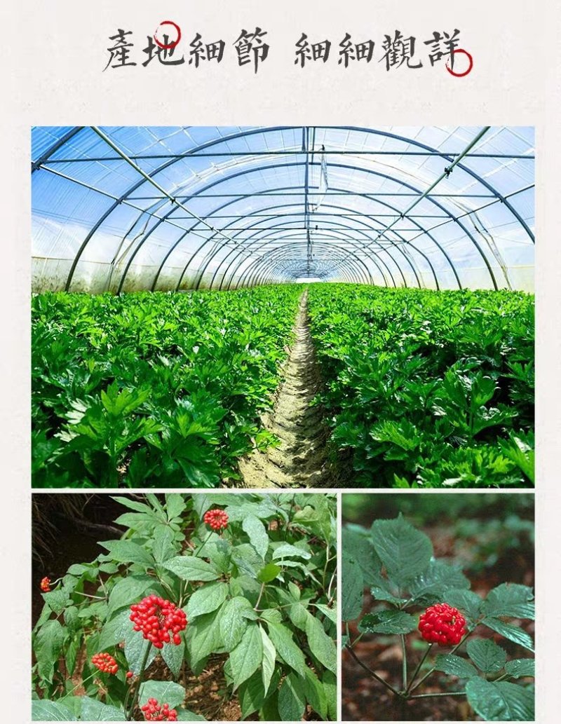 西洋参切片花旗参软支片精选产地一手货源一斤包邮