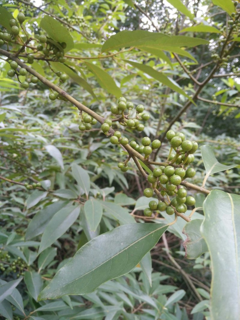 山胡椒，山鸡椒