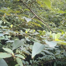 山胡椒，山鸡椒