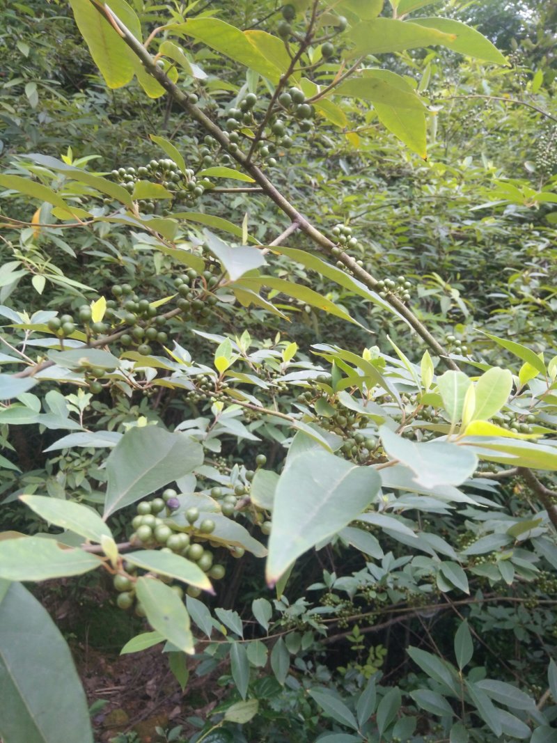 山胡椒，山鸡椒