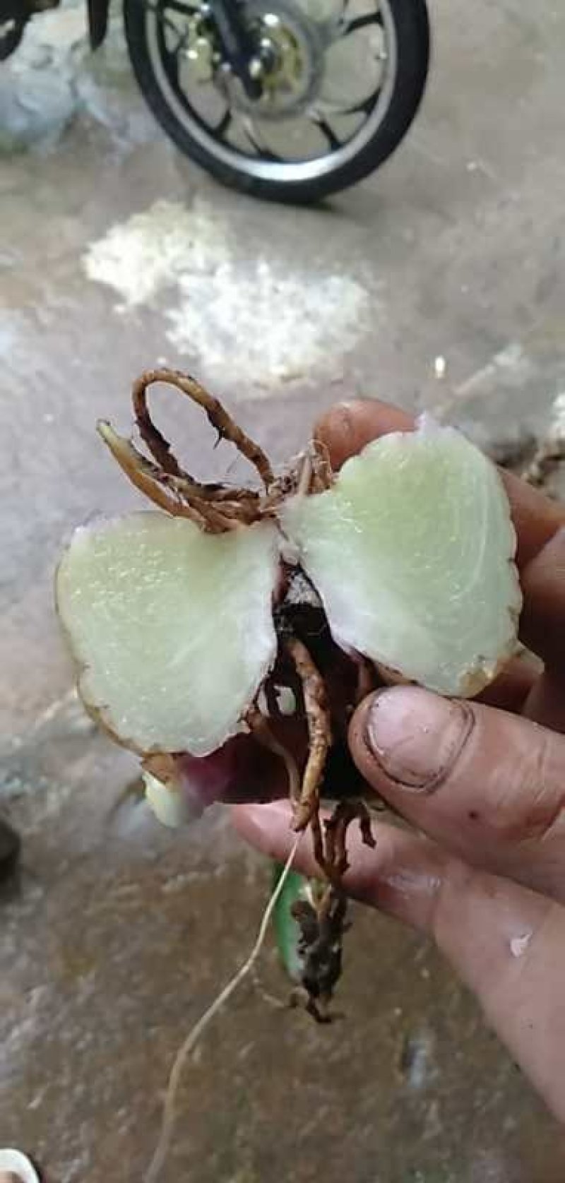 正宗云南深山老林，冰球子，