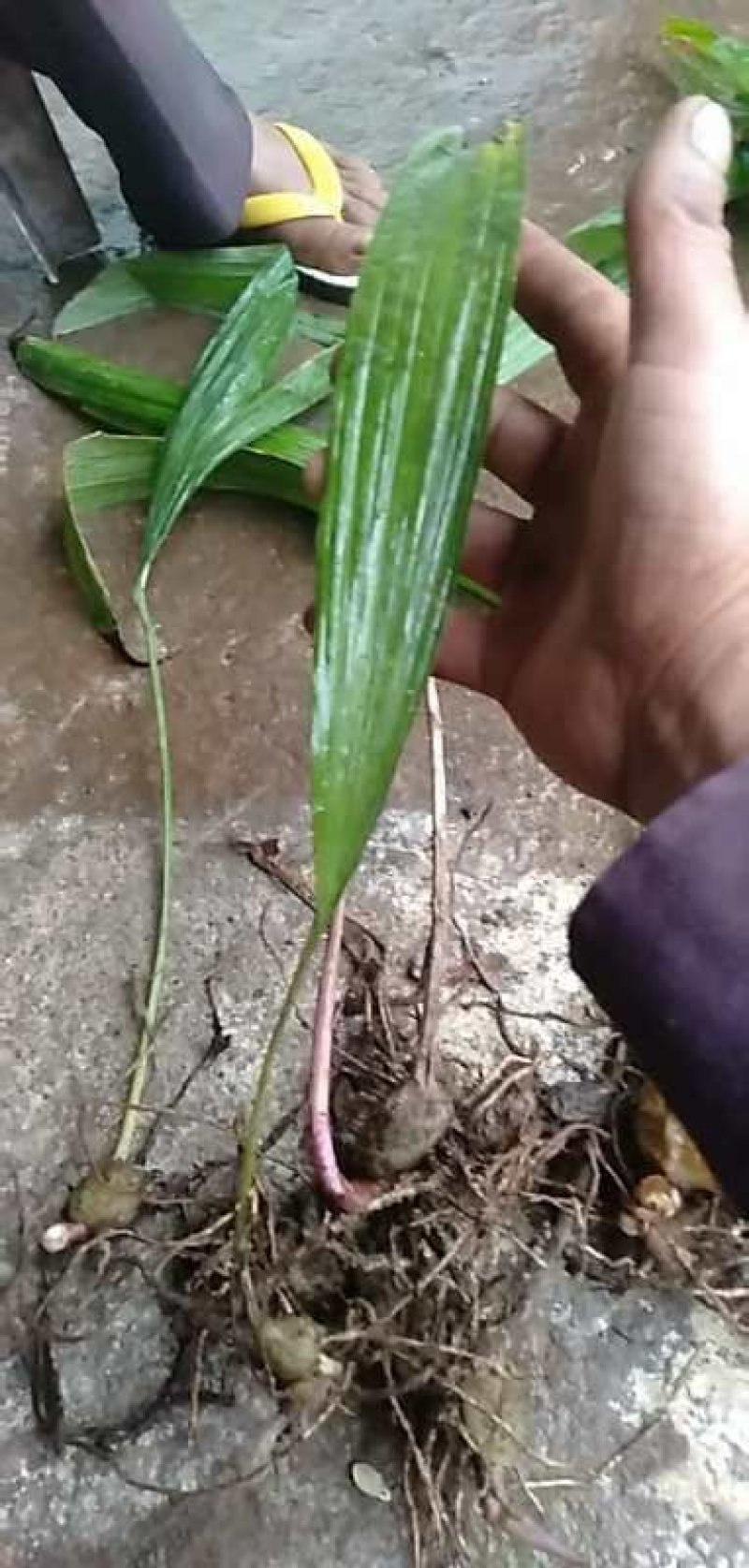 正宗云南深山老林，冰球子，