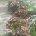 云南西双版纳，临沧，丽江正宗深山老林野山毛茨姑