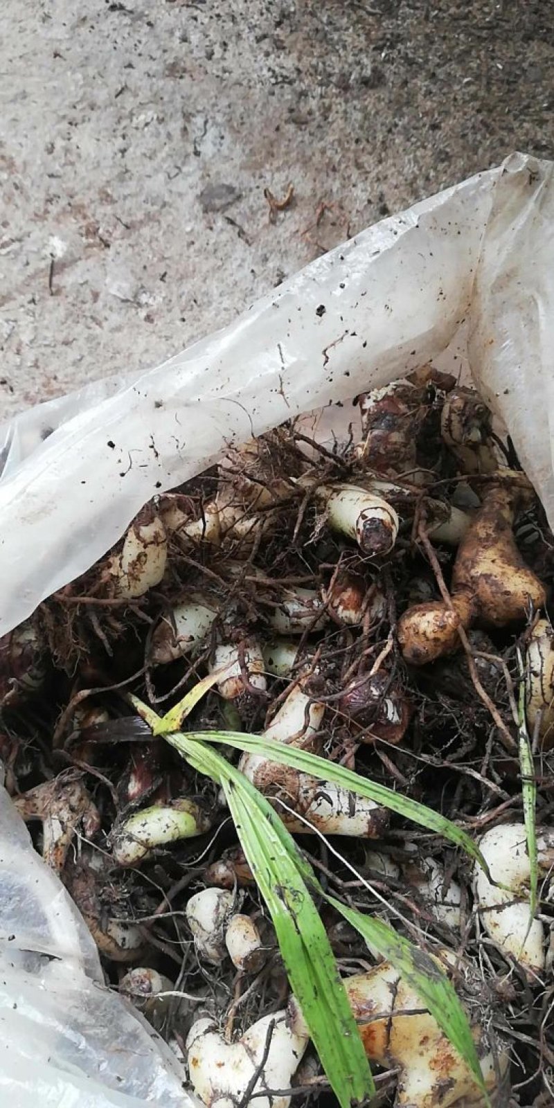 云南西双版纳，临沧，丽江正宗深山老林野山毛茨姑