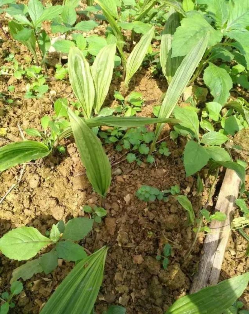 云南西双版纳，临沧，丽江正宗深山老林野山毛茨姑