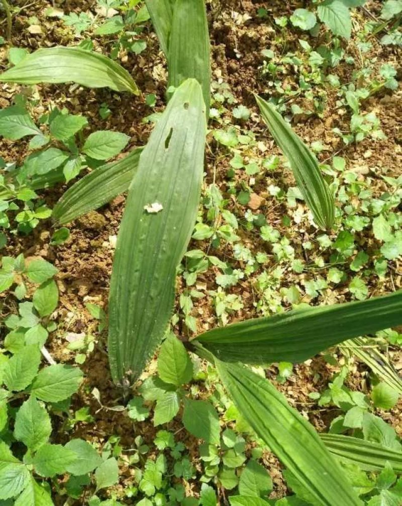 云南西双版纳，临沧，丽江正宗深山老林野山毛茨姑