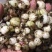 云南西双版纳，临沧，丽江正宗深山老林野山毛茨姑