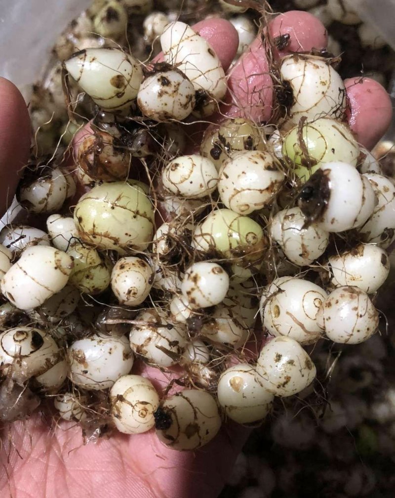 云南西双版纳，临沧，丽江正宗深山老林野山毛茨姑