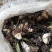 云南西双版纳，临沧，丽江正宗深山老林野山毛茨姑