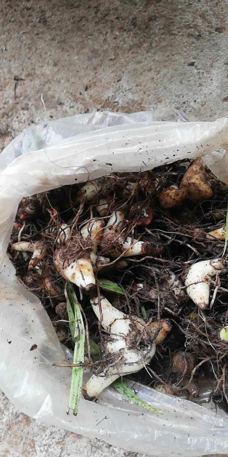 云南西双版纳，临沧，丽江正宗深山老林野山毛茨姑