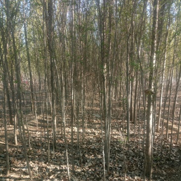 榆树苗
