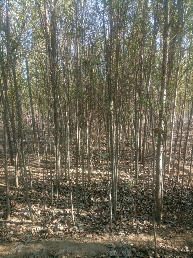 榆树苗