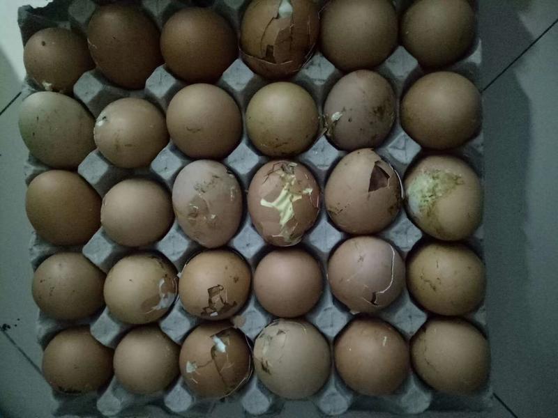 毛蛋毛鸡蛋817种蛋，肉鸡种蛋