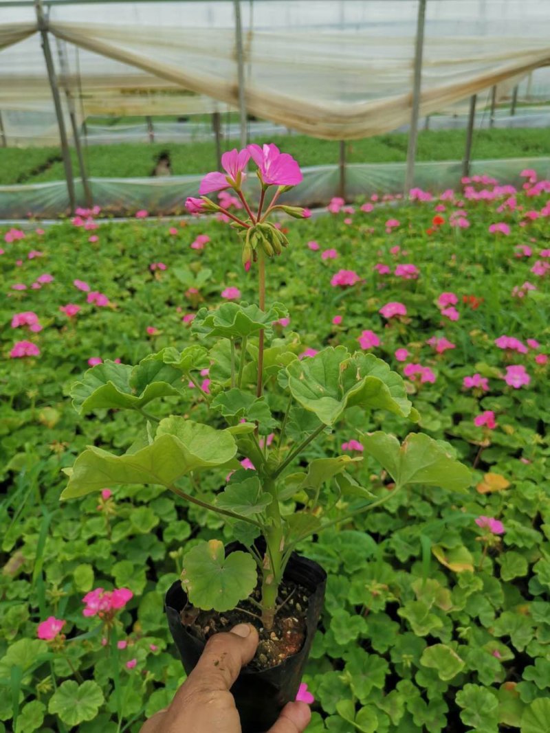 天竹葵，云南天竺葵，苗圃直销，欢迎实地苗圃考察